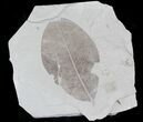 Bug Eaten Fossil Legume Leaf - Utah #29088-1